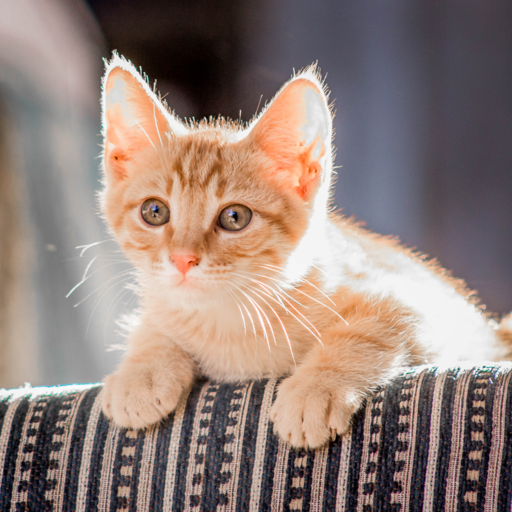Cranberry for Cats: Supporting Urinary Tract and Bladder Health Naturally