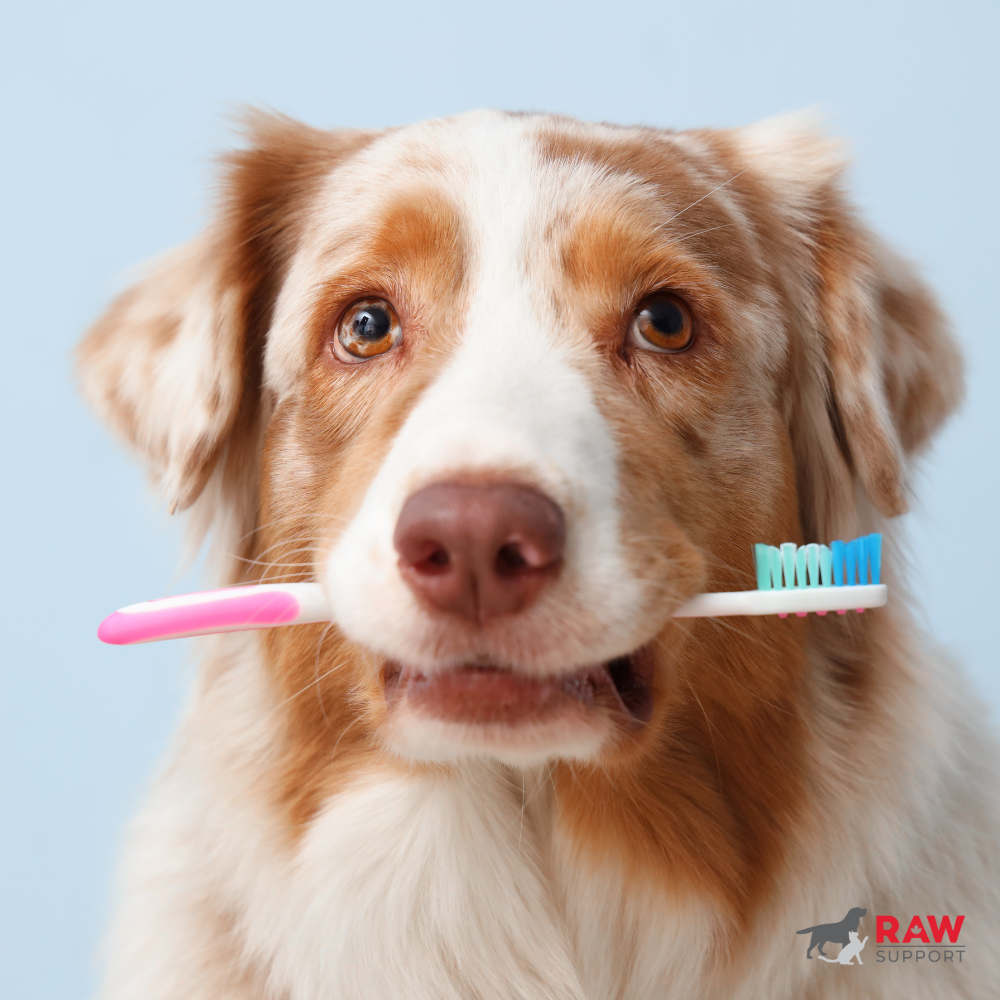 Signs Your Dog May Need a Parasite Cleanse or Gut Support