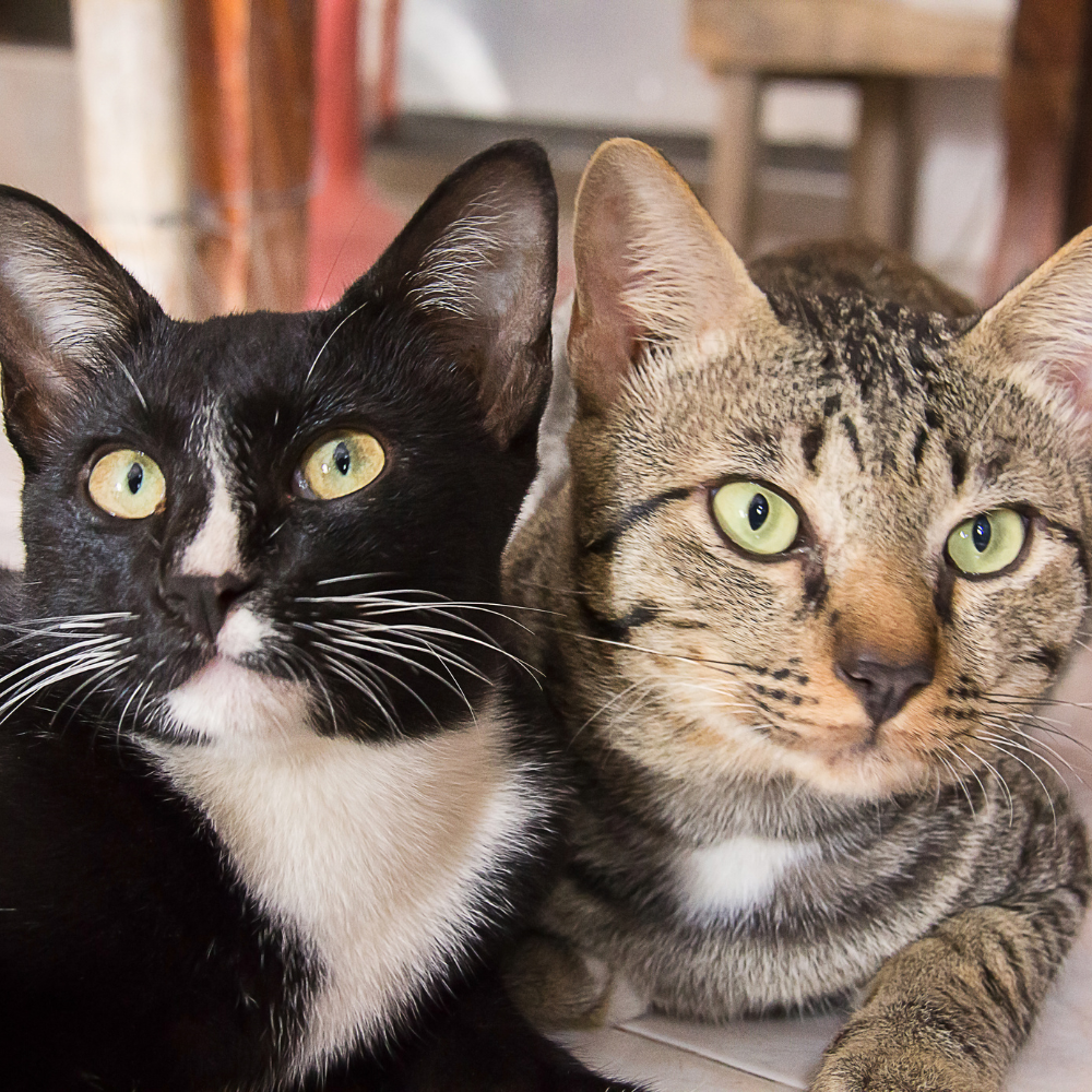 Signs Your Cat May Benefit From Immune Support Supplements