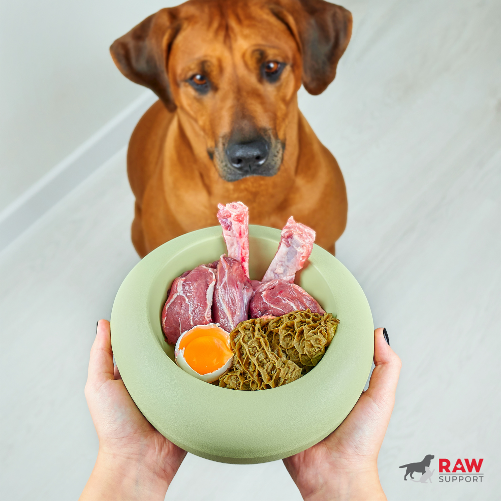 Natural Dewormer vs. Chemical Dewormer: What’s Best for Your Dog?