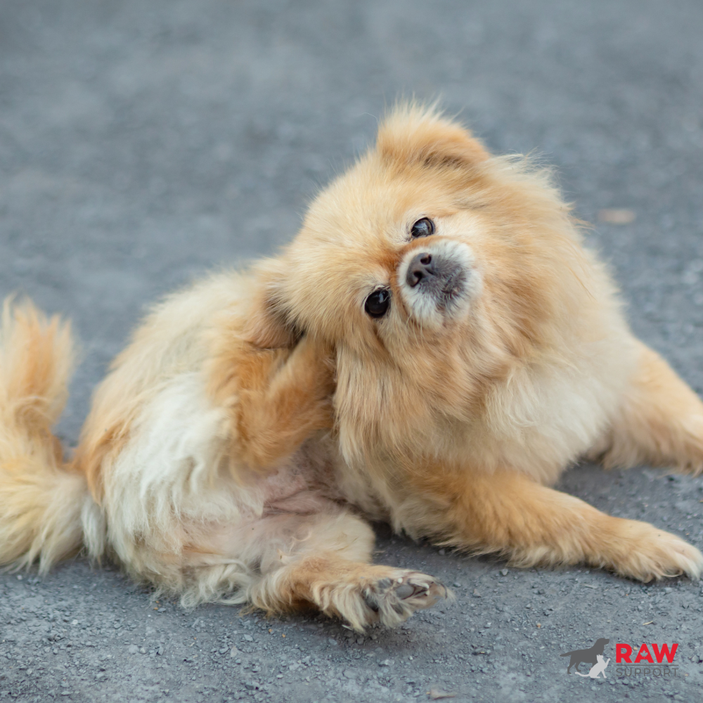 Itchy Skin Dog Remedies: Supporting Healthy Skin Naturally