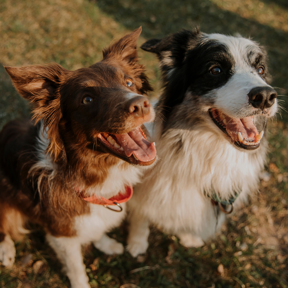 Cranberry Supplements for Dogs: Benefits for Urinary Health and Wellness