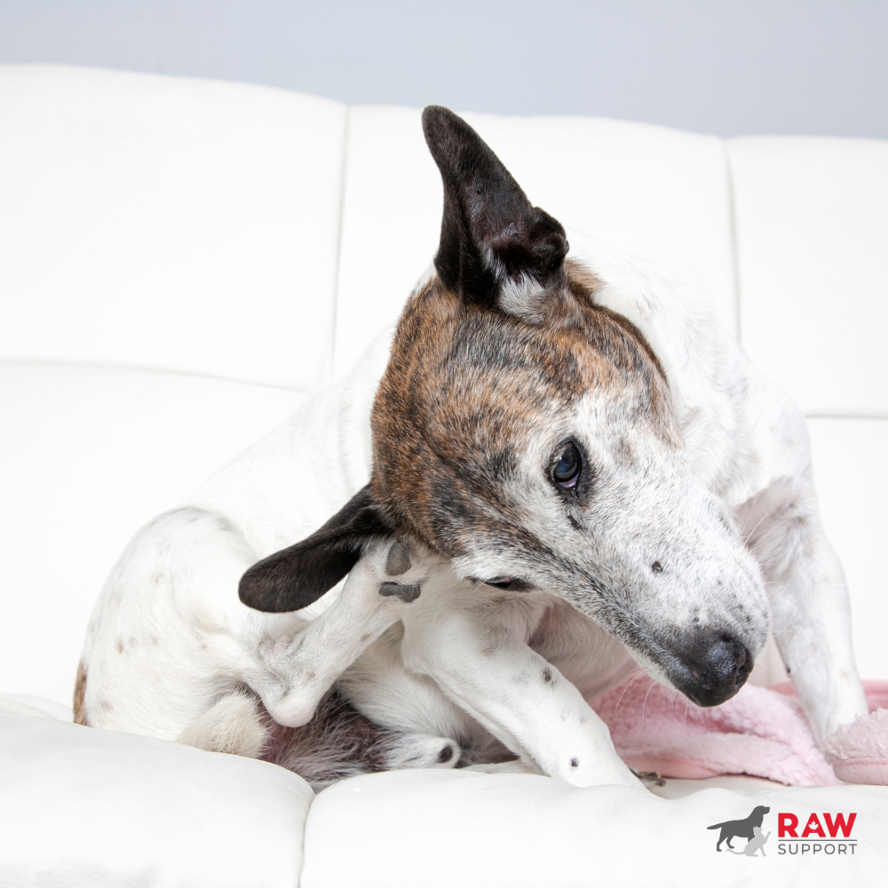 Dog Scratching Constantly? Common Causes and Solutions