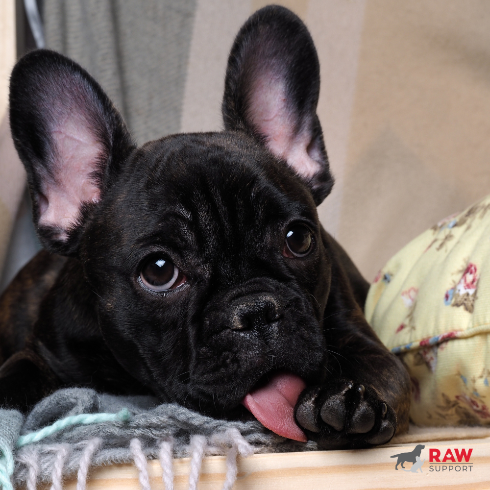 Why Does My Dog Keep Licking Their Paws?