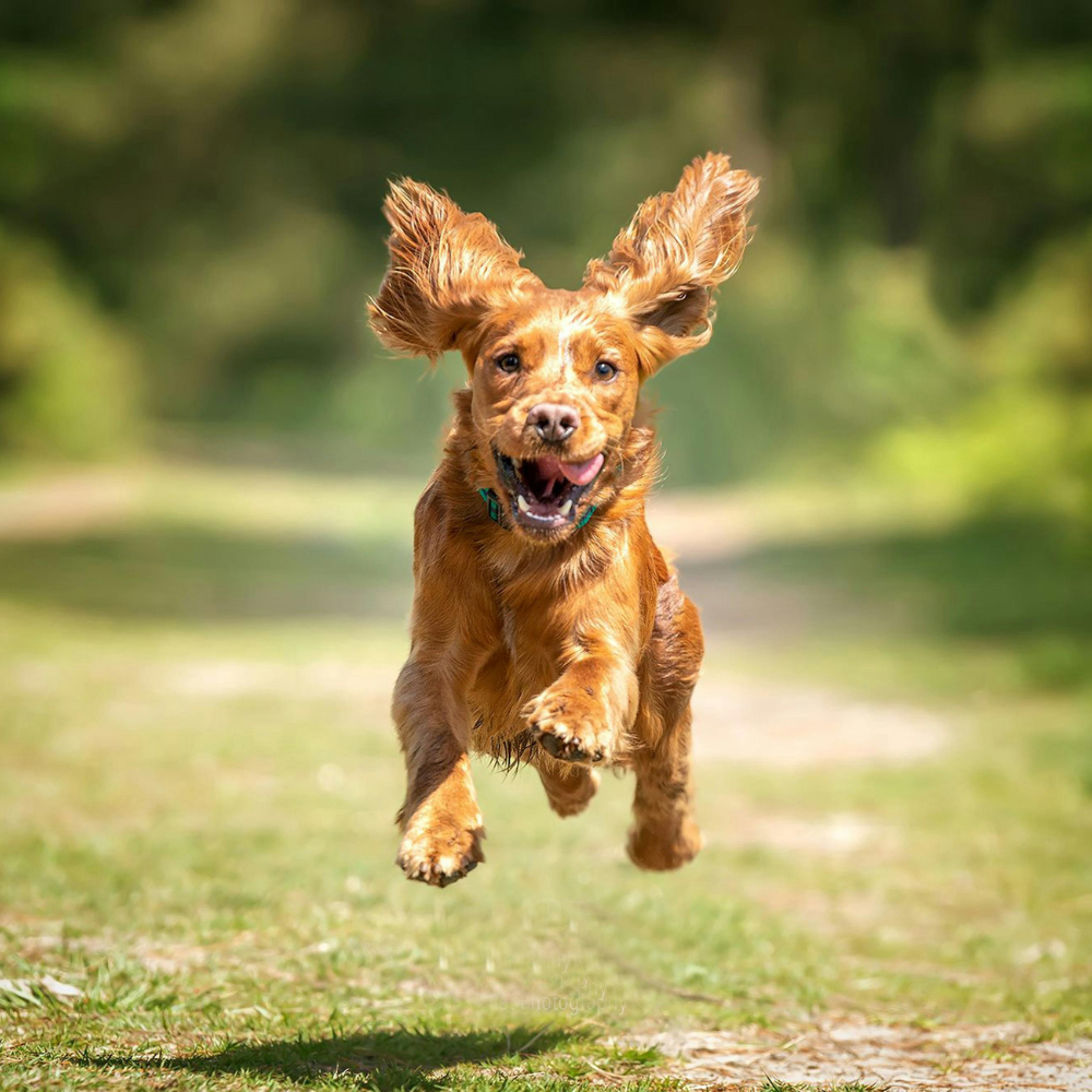 How to Improve Your Dog’s Digestion Naturally