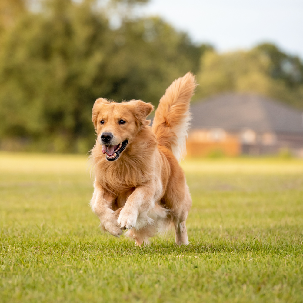 Glucosamine for Dogs: Benefits, Uses and Joint Health Support