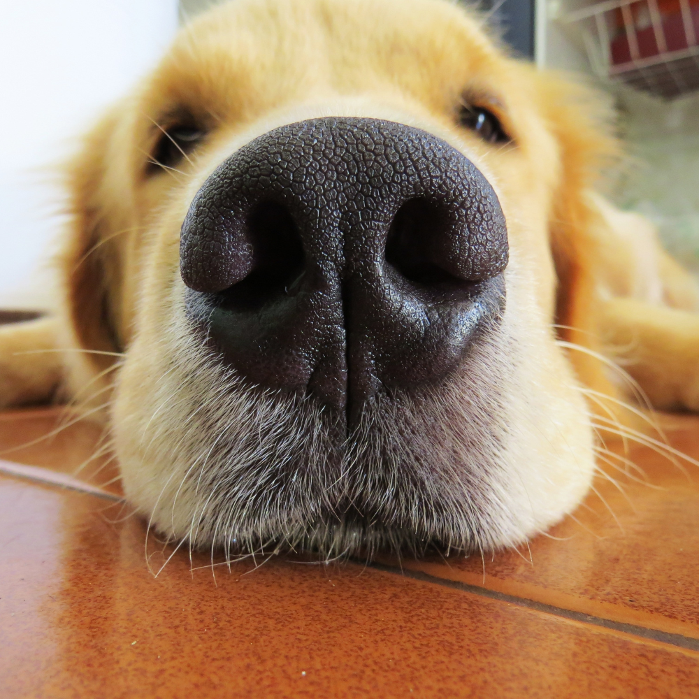 Understanding Hot Spots in Dogs