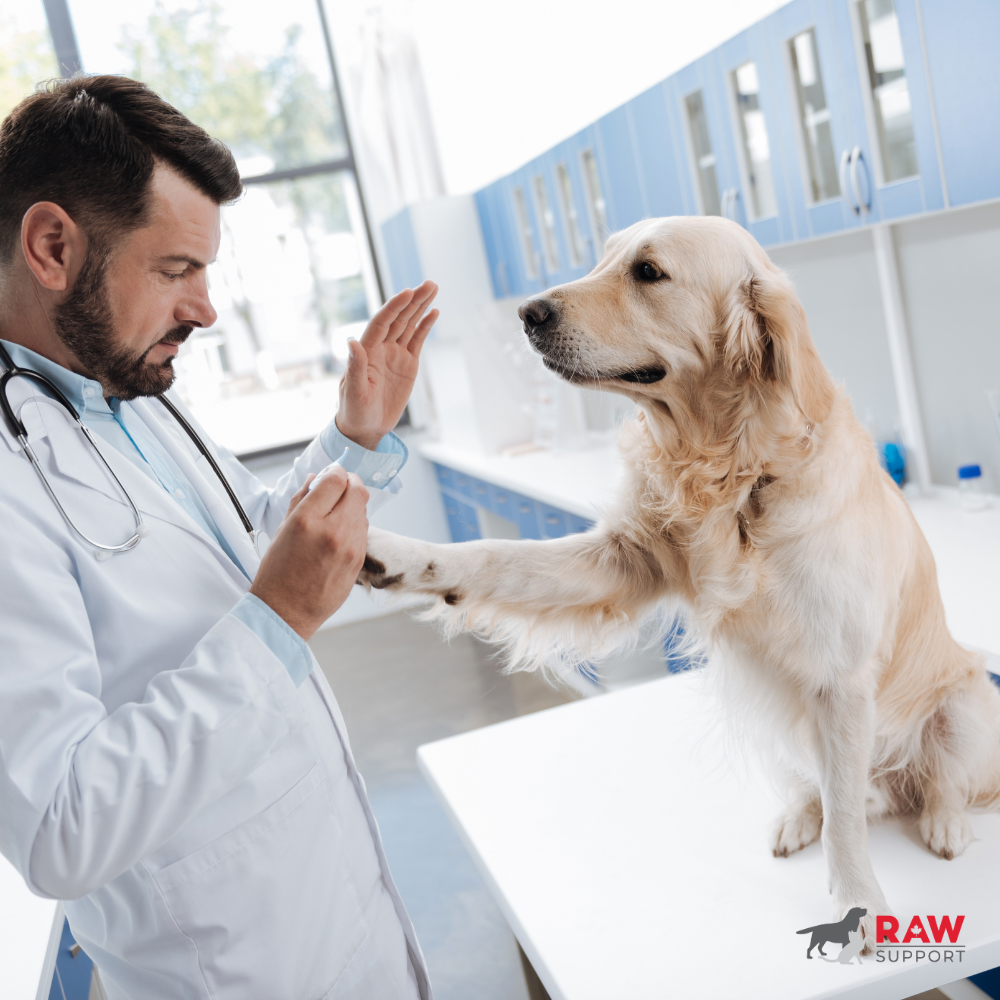 Signs Your Dog May Benefit From a Joint Supplement
