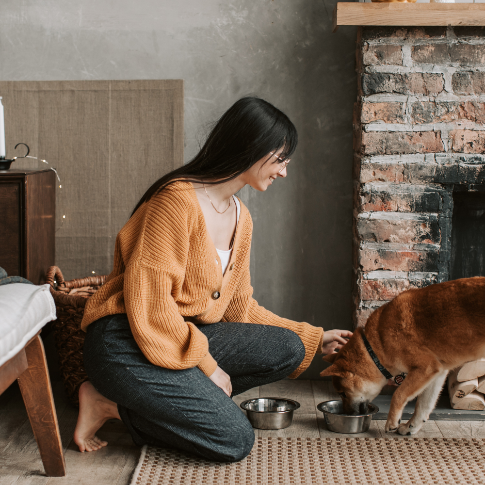 Natural Ingredients That Support Gut Health & Parasite Cleansing in Dogs