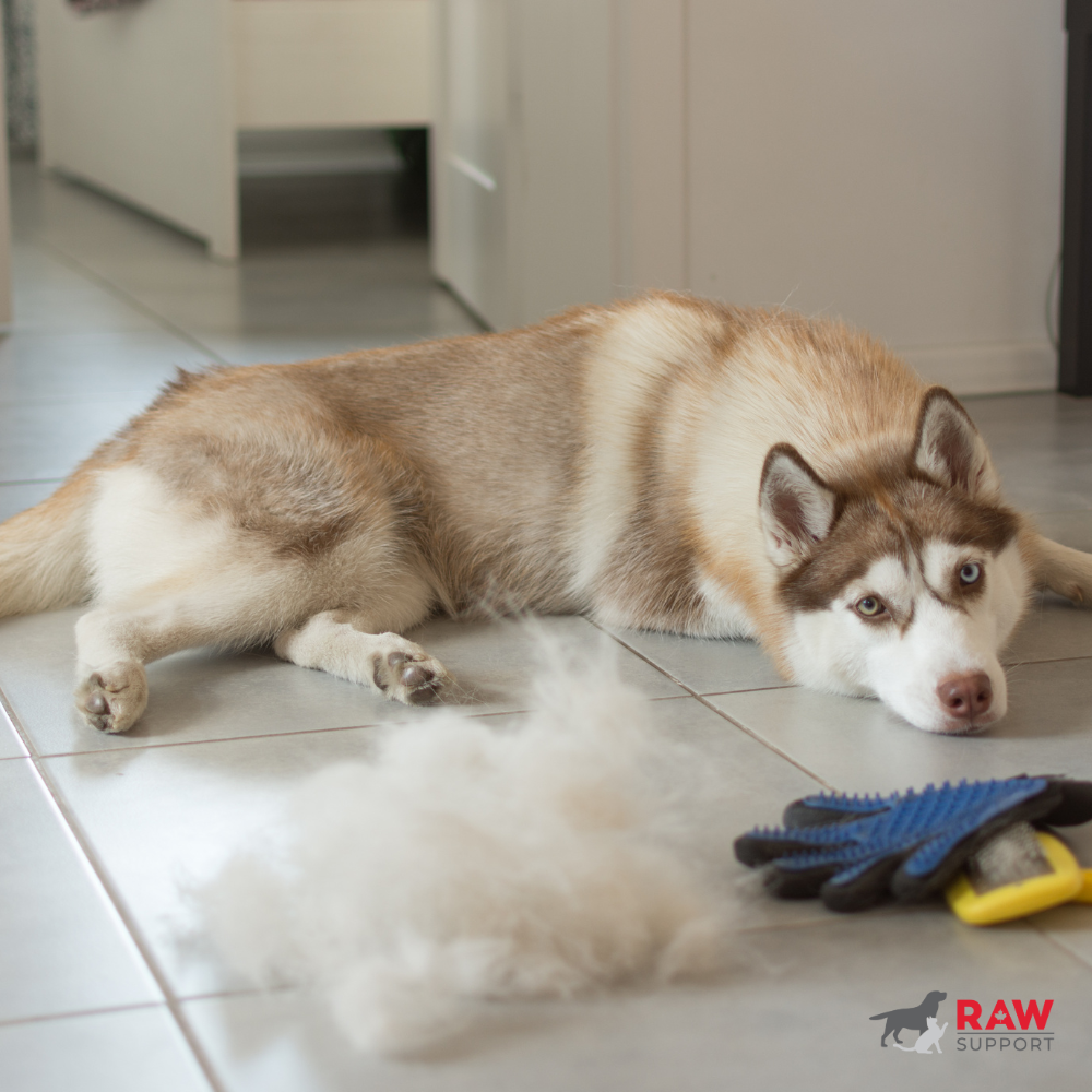 Excessive Shedding in Dogs: Causes and Nutritional Support