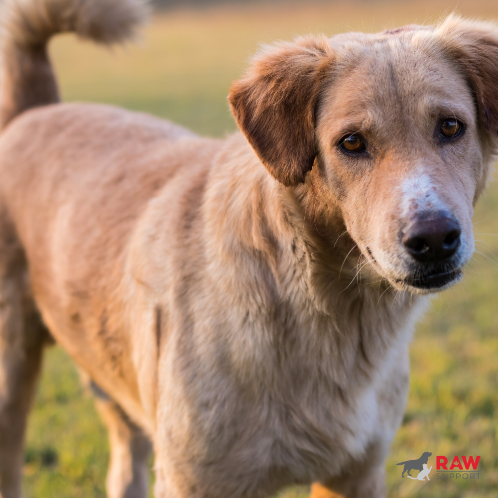 Hip and Joint Health in Dogs: What Every Pet Owner Should Know