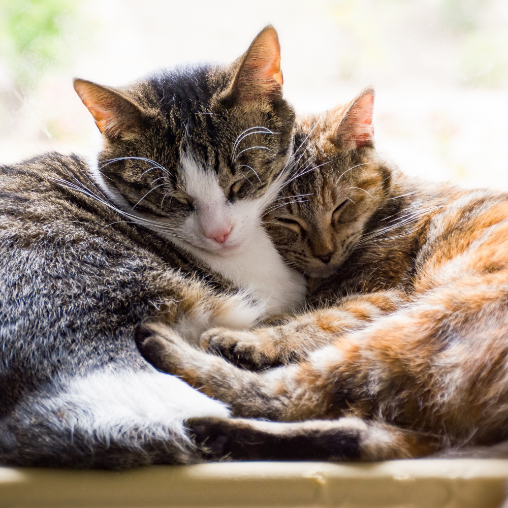 L-Lysine for Cats: Benefits, Uses and Daily Immune Support