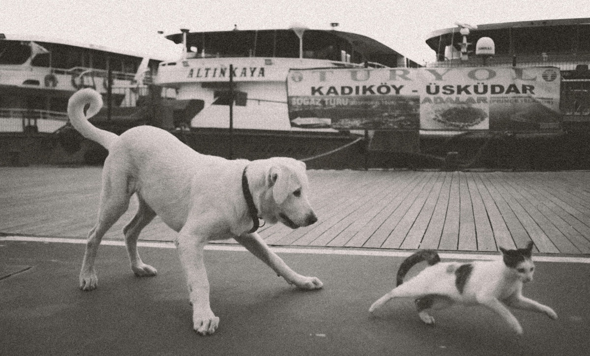 a black and white photo of two dogs and a cat