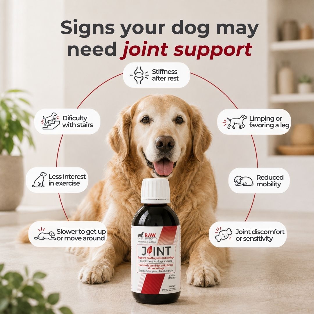 Joint Supplement | Glucosamine, MSM & Mobility Support | 250ml